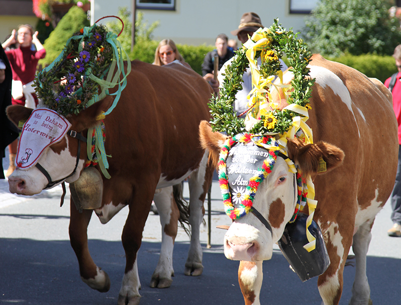 Almabtrieb Bad Kleinkirchheim